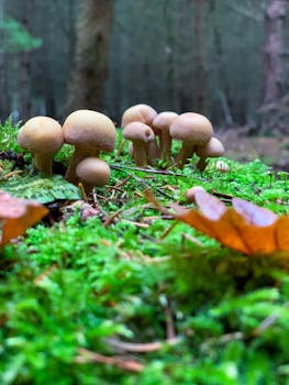 A detailed view of mushrooms growing on lush green moss in a serene forest setting.