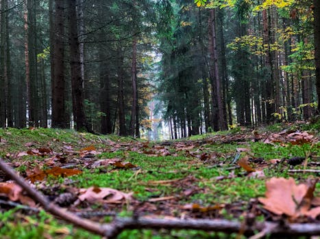 Low angle view of a serene forest path covered with leaves and moss, perfect for nature themes.